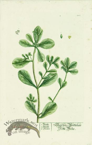 Blackwell German 068